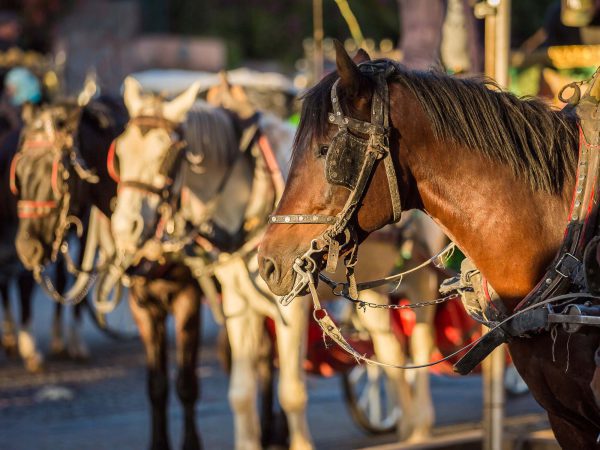 Brown carriage horse
