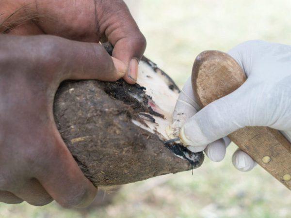 vets cleaning a horse's hoof