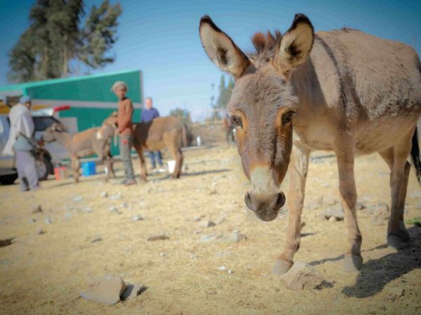 donkey looking into the camera