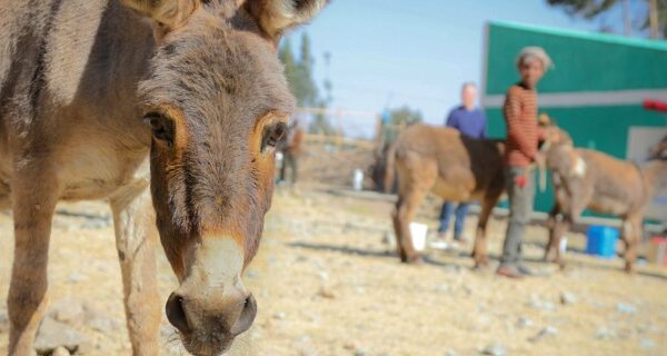 donkey looking into the camera