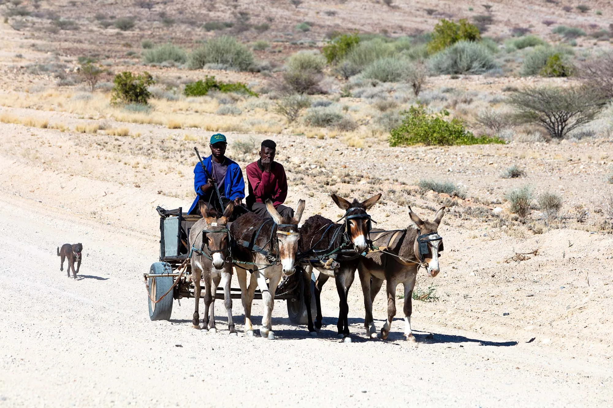 Donkey pulling cart with two men