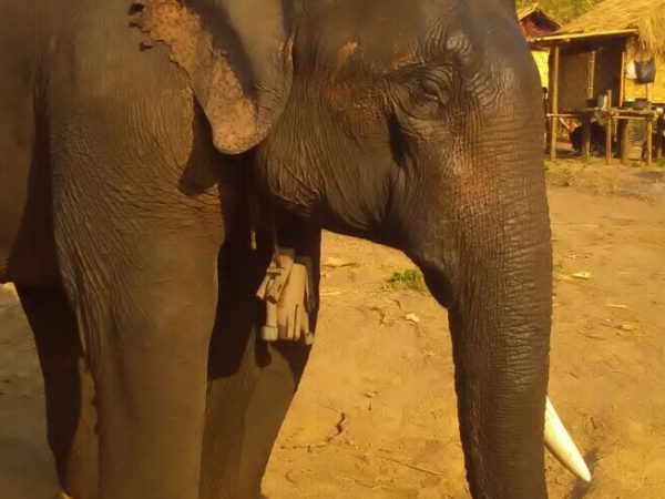 elephant with one tusk