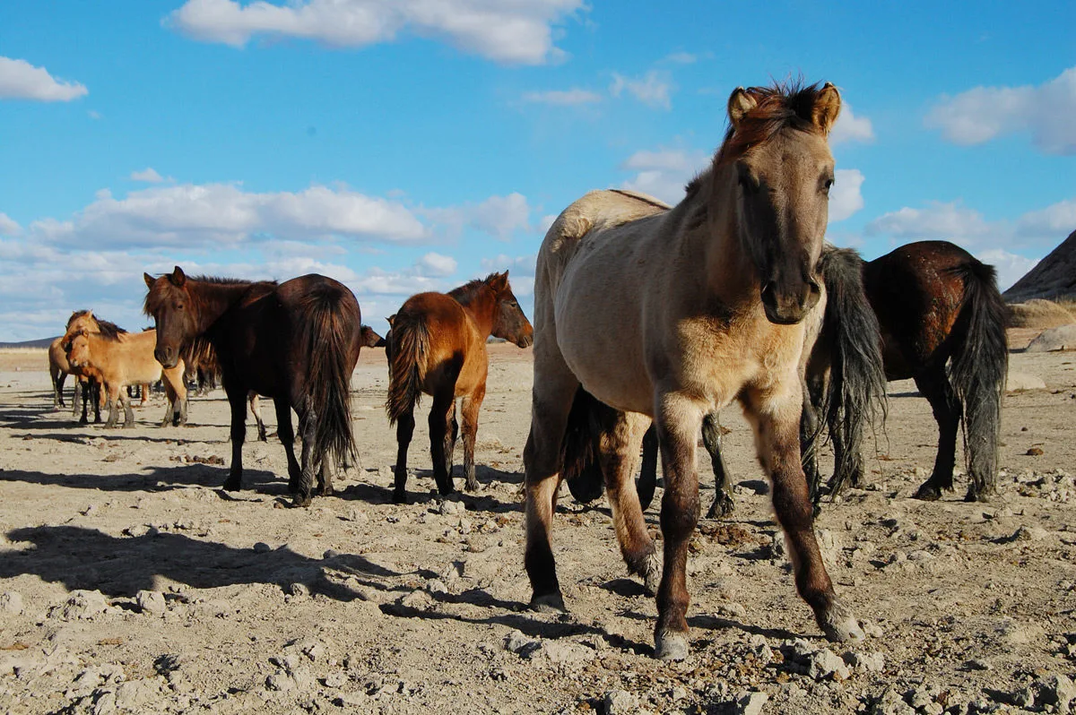 Horses in Mongolia