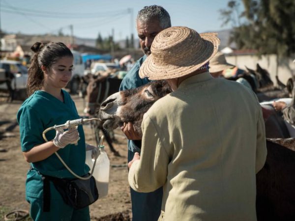 donkey being fed