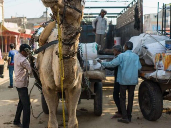 camel standing in a busy street