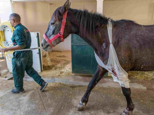 horse being led from a stable