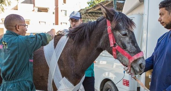 horse getting treatment
