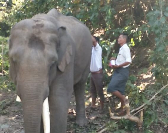 elephant being treated