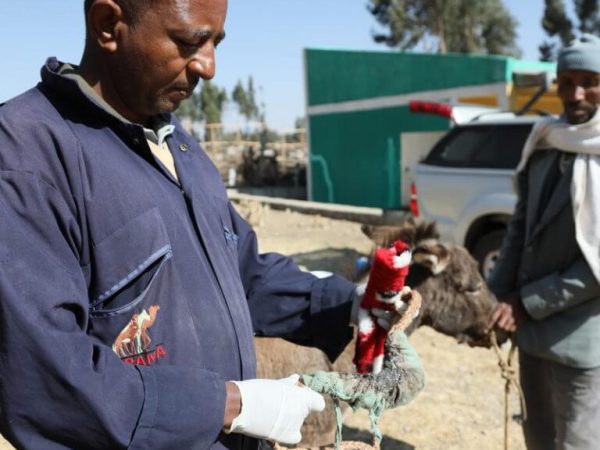 vet treating a donkey