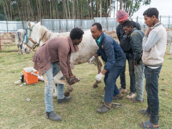 vets treating a horse