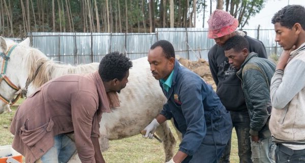 vets treating a horse