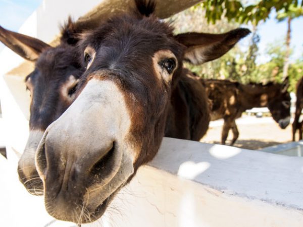 two donkeys in morroco