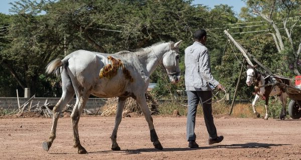 a man walking his horse