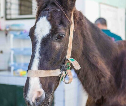 a sick horse in morocco