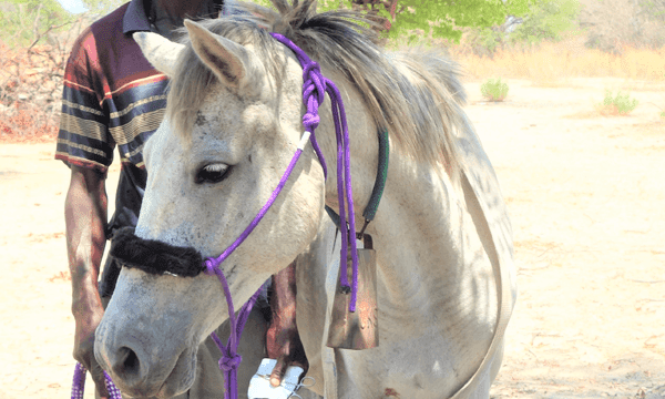 white horse in botswana