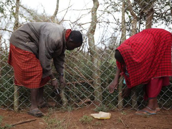 Two men mending a wire fence