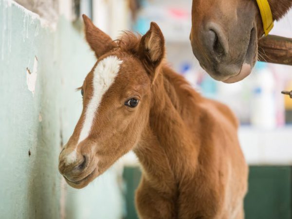 a brown horse foal in morocco