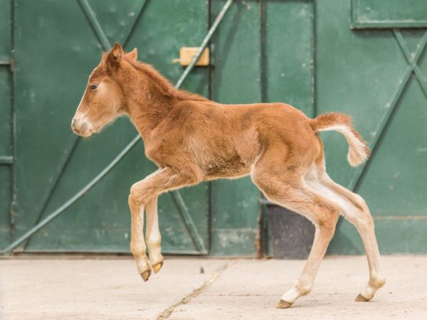 brown foal running