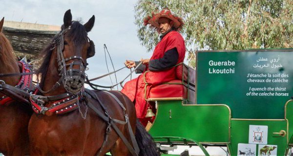 two horses pulling a carriage