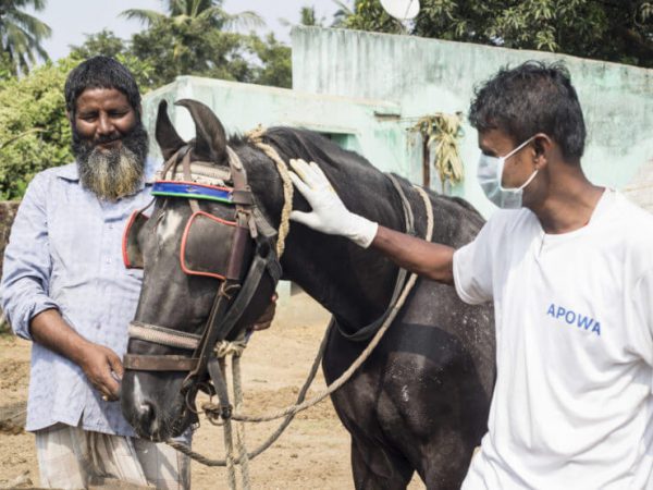 two men with a horse in india
