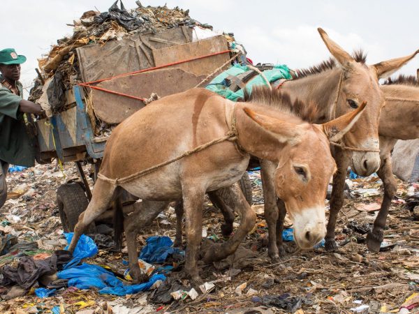 working animals in Bamako pulling a cart