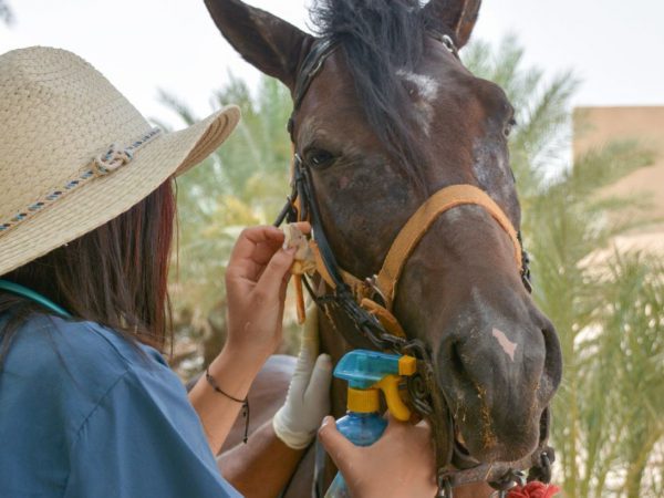 Saber the horse is treated for itchy eyes in Tunisia
