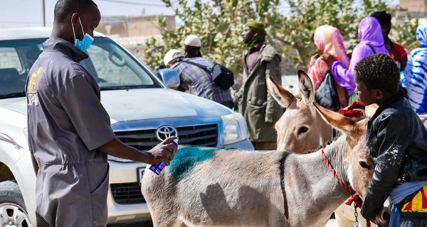 Vet treats skin wound on donkey
