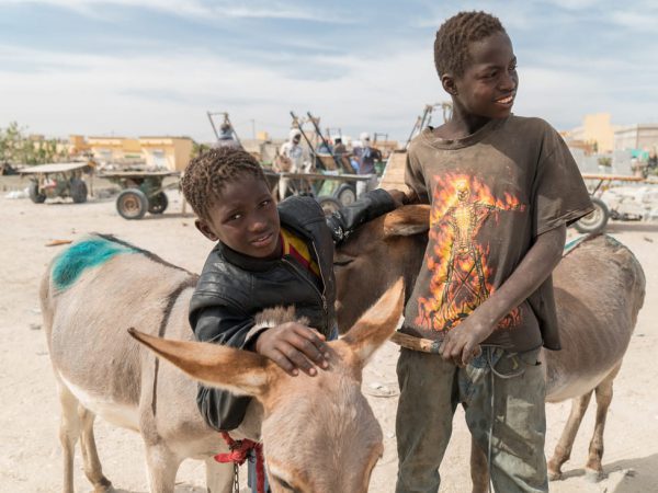 Boys with their donkey