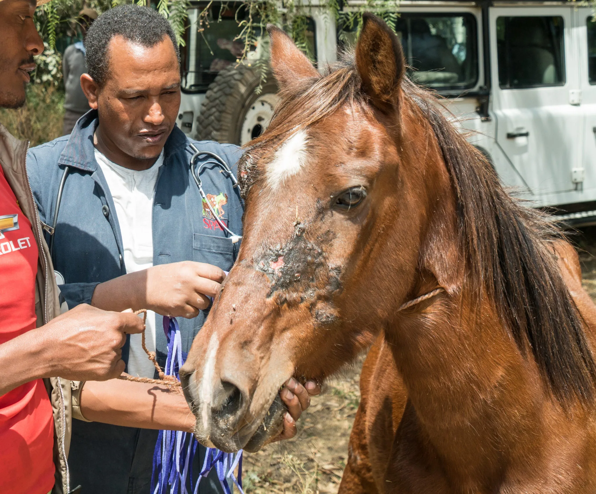 A brown horse named Dama infected with an EZL fungal infection on the right hand side of his face.