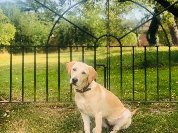 A Golden Retriever sitting on the grass next to a fence.