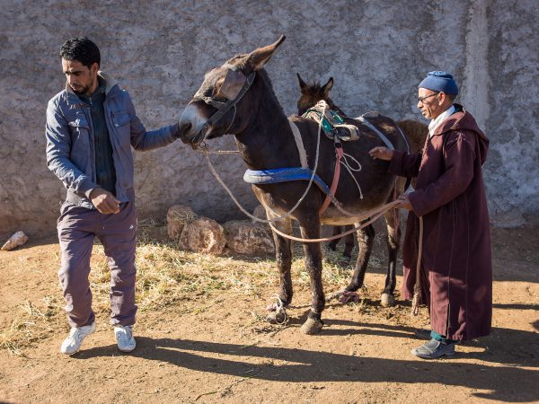 Najia the foal is treated by SPANA staff for a navel infection