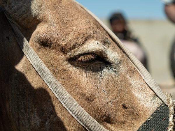 Case study, Mobilise Dec 2019