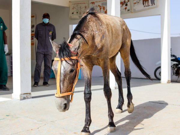 Working animal with lameness