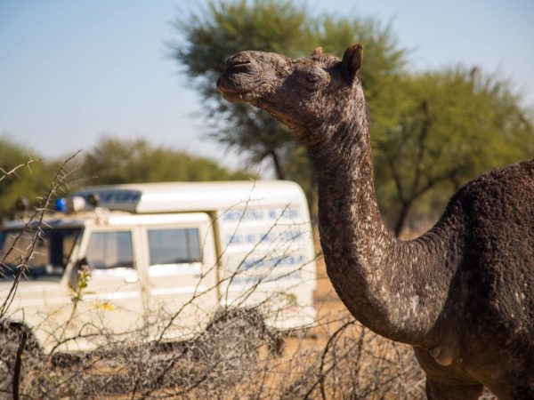 A SPANA funded mobile clinic vehicle in Rajasthan, India