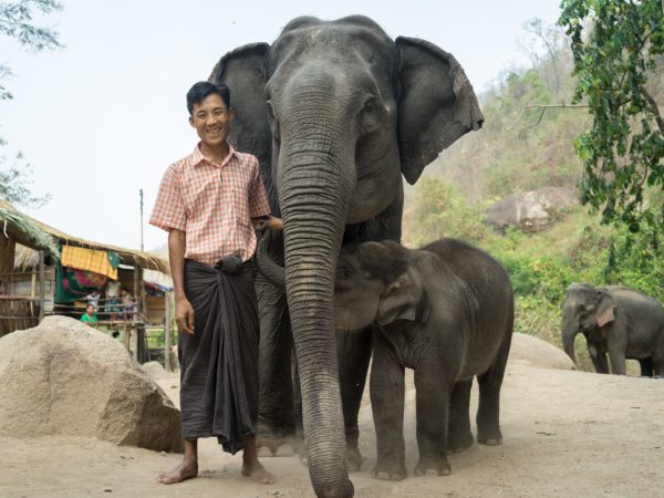 A mum and baby elephant and man