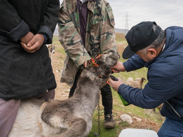 A Kurdish herder and his donkey at a mobile clinic