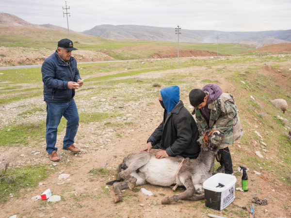 A Kurdish herder and his donkey at a mobile clinic