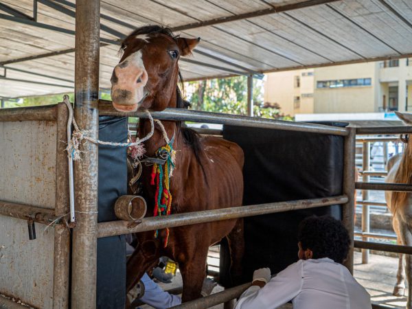 SPANA vets treat EZL wounds in Ethiopia