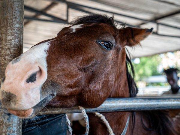 SPANA vets treat EZL wounds in Ethiopia