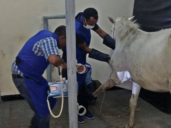 SPANA vets take an x-ray of a car accident case in Bishoftu, Ethiopia.