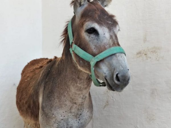 A donkey recovering in a SPANA veterinary centre