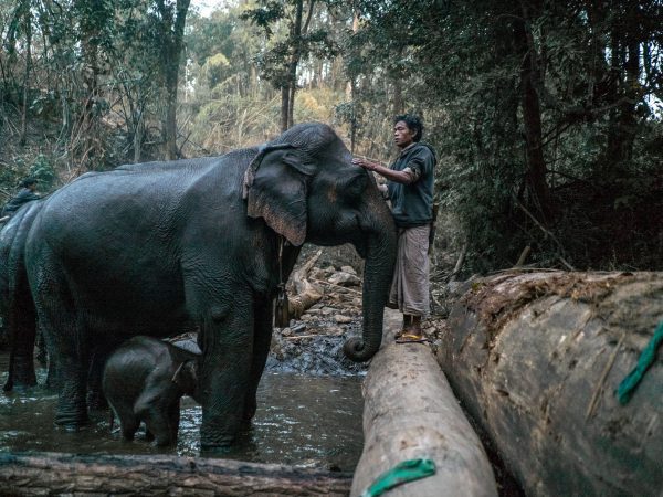 Man strokes head of an elephant stood in a river with her baby