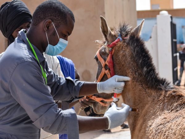Vets examine a brown horse at the SPANA centre in Boghe, Mauritania