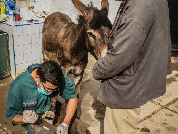 A donkey receives farriery treatment at the Chemaia, Morocco SPANA centre