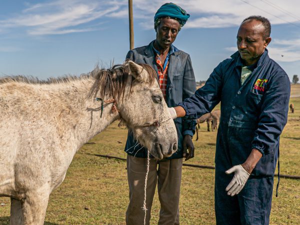 A vet shows a pony's owner how to care for her infected eyes