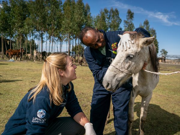 Vets examine a pony's eyes in Ethiopia
