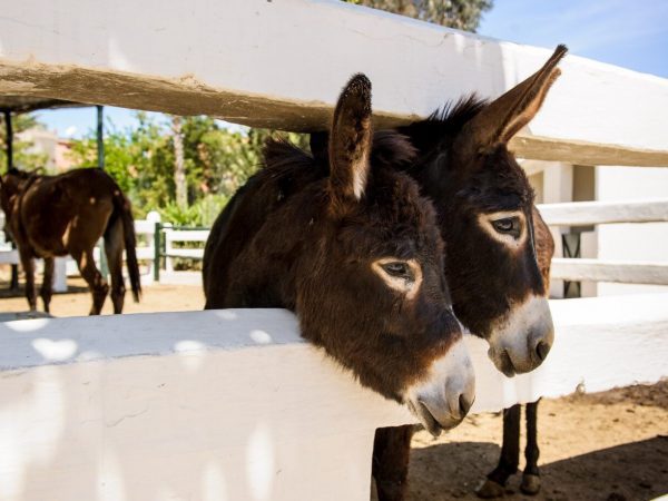 Two donkeys leaning out of their paddock together
