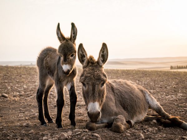 A baby donkey stood next to his mother who is sat down on open plains.