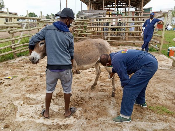 A donkey is brought to the SPANA mobile clinic with EZL and mouth ulcers