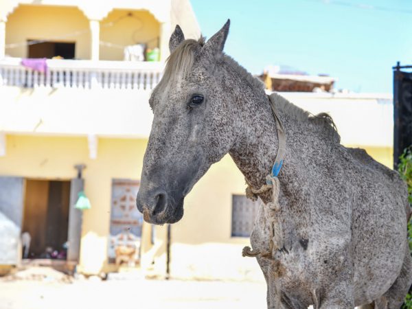 A severely malnourished carriage horse in Mauritania